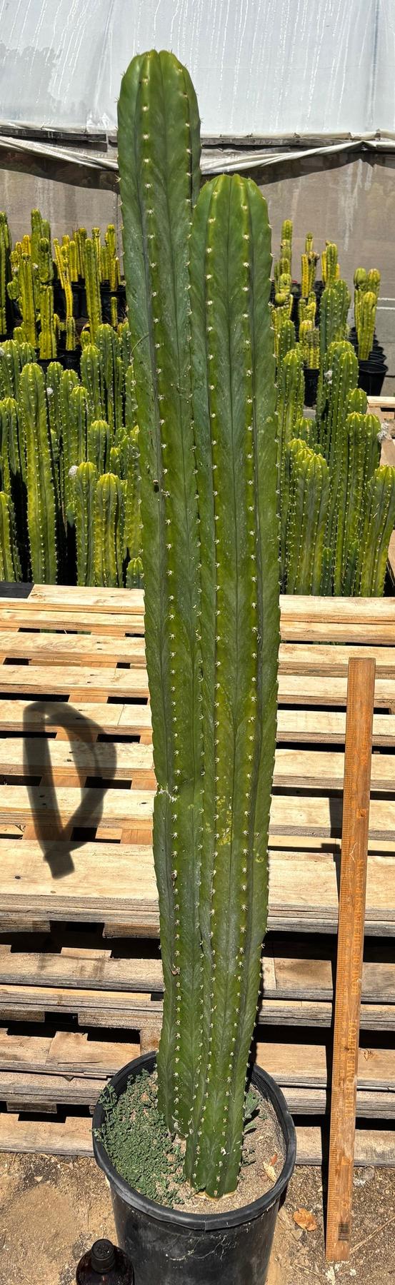 #EC125 EXACT GIANT Trichocereus Pachanoi PC Potted Cactus Specimens-Cactus - Big-The Succulent Source