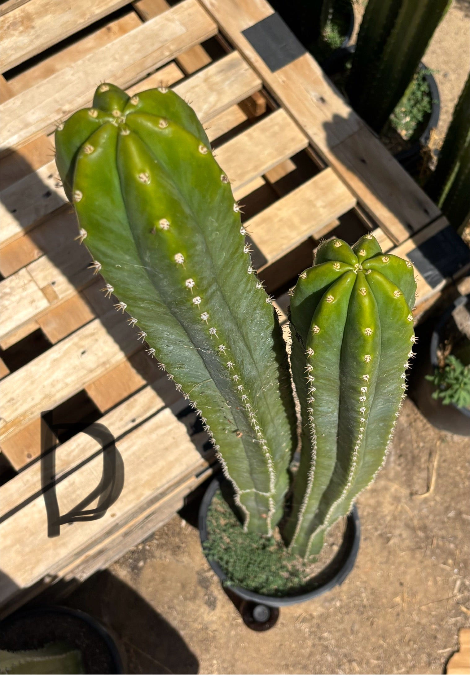 #EC125 EXACT GIANT Trichocereus Pachanoi PC Potted Cactus Specimens-Cactus - Big-The Succulent Source