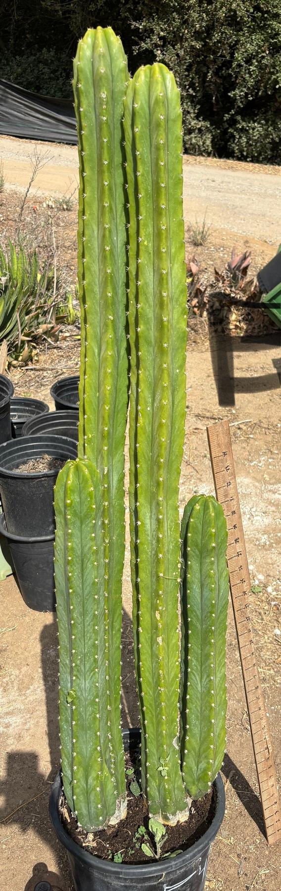 #EC125 EXACT GIANT Trichocereus Pachanoi PC Cactus Potted Specimens-Cactus - Large - Exact-The Succulent Source