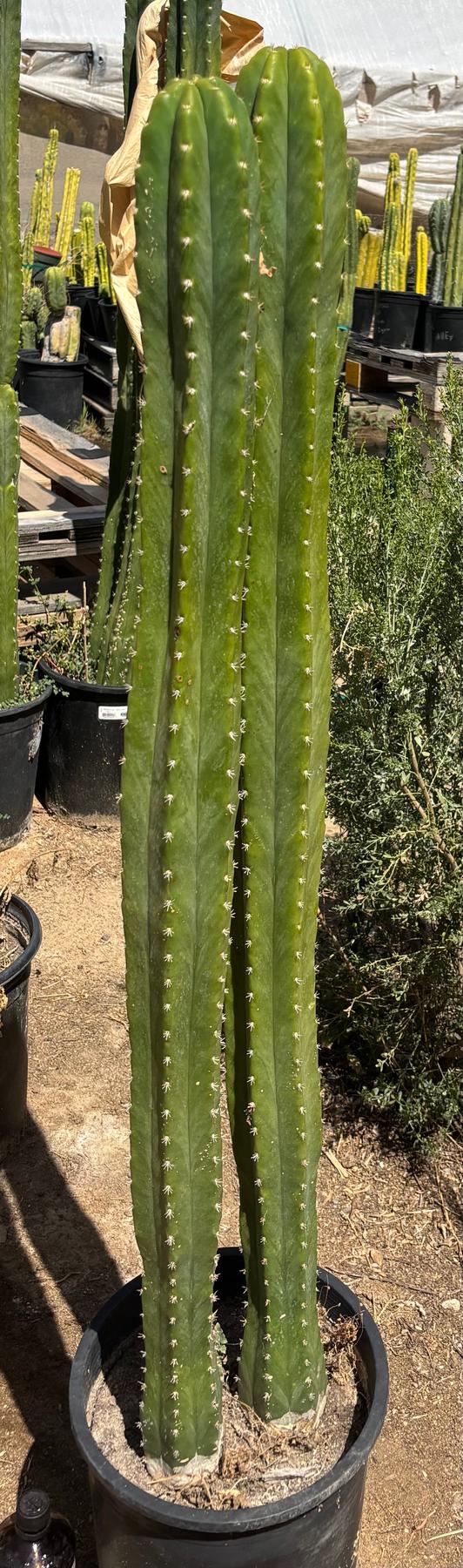 #EC125 EXACT GIANT Trichocereus Pachanoi PC Potted Cactus Specimens-Cactus - Big-The Succulent Source