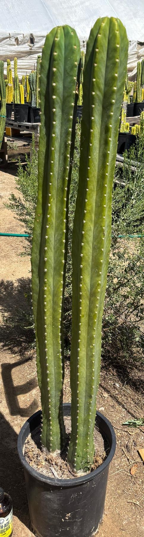#EC125 EXACT GIANT Trichocereus Pachanoi PC Potted Cactus Specimens-Cactus - Big-The Succulent Source