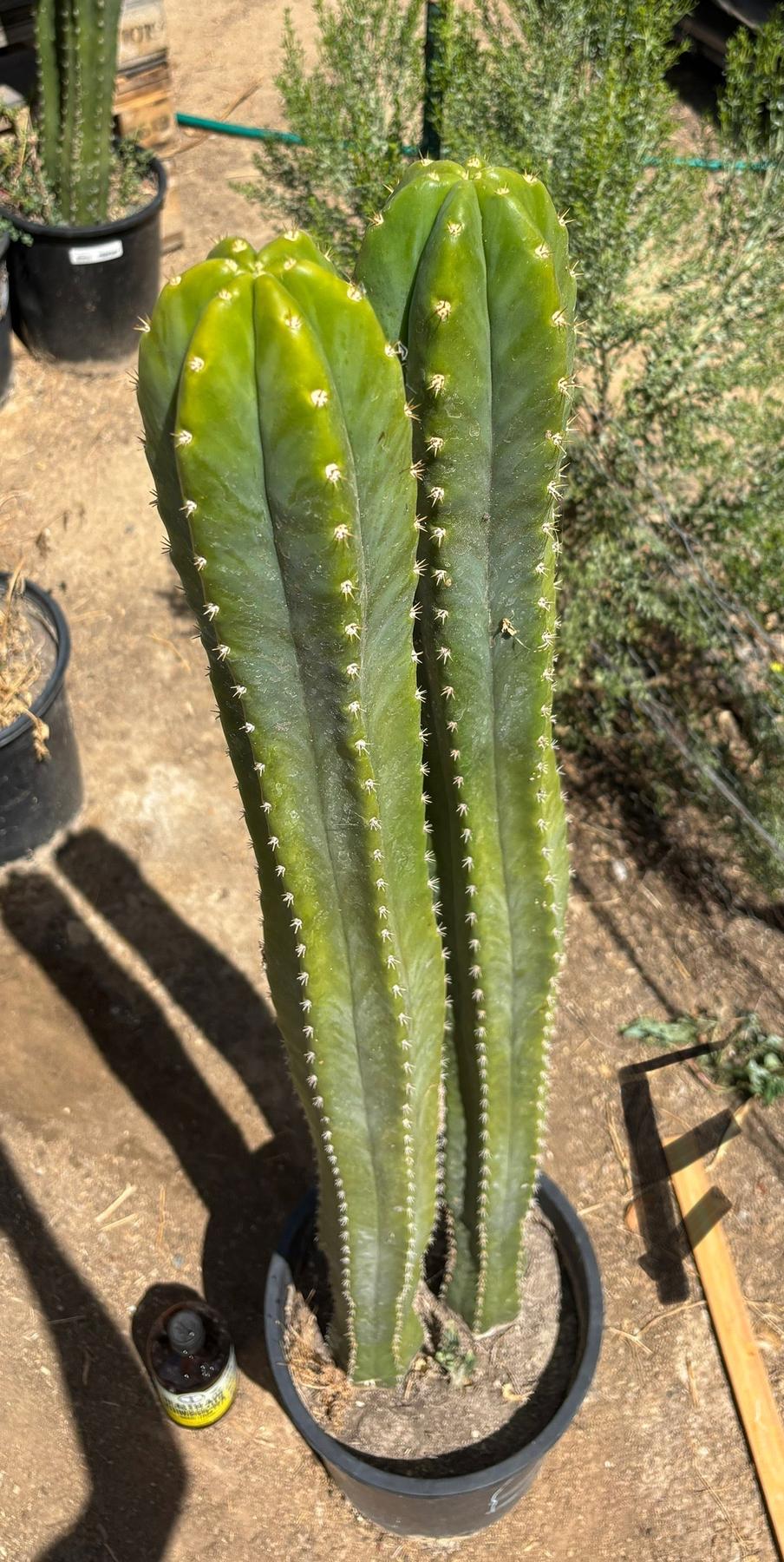 #EC125 EXACT GIANT Trichocereus Pachanoi PC Potted Cactus Specimens-Cactus - Big-The Succulent Source