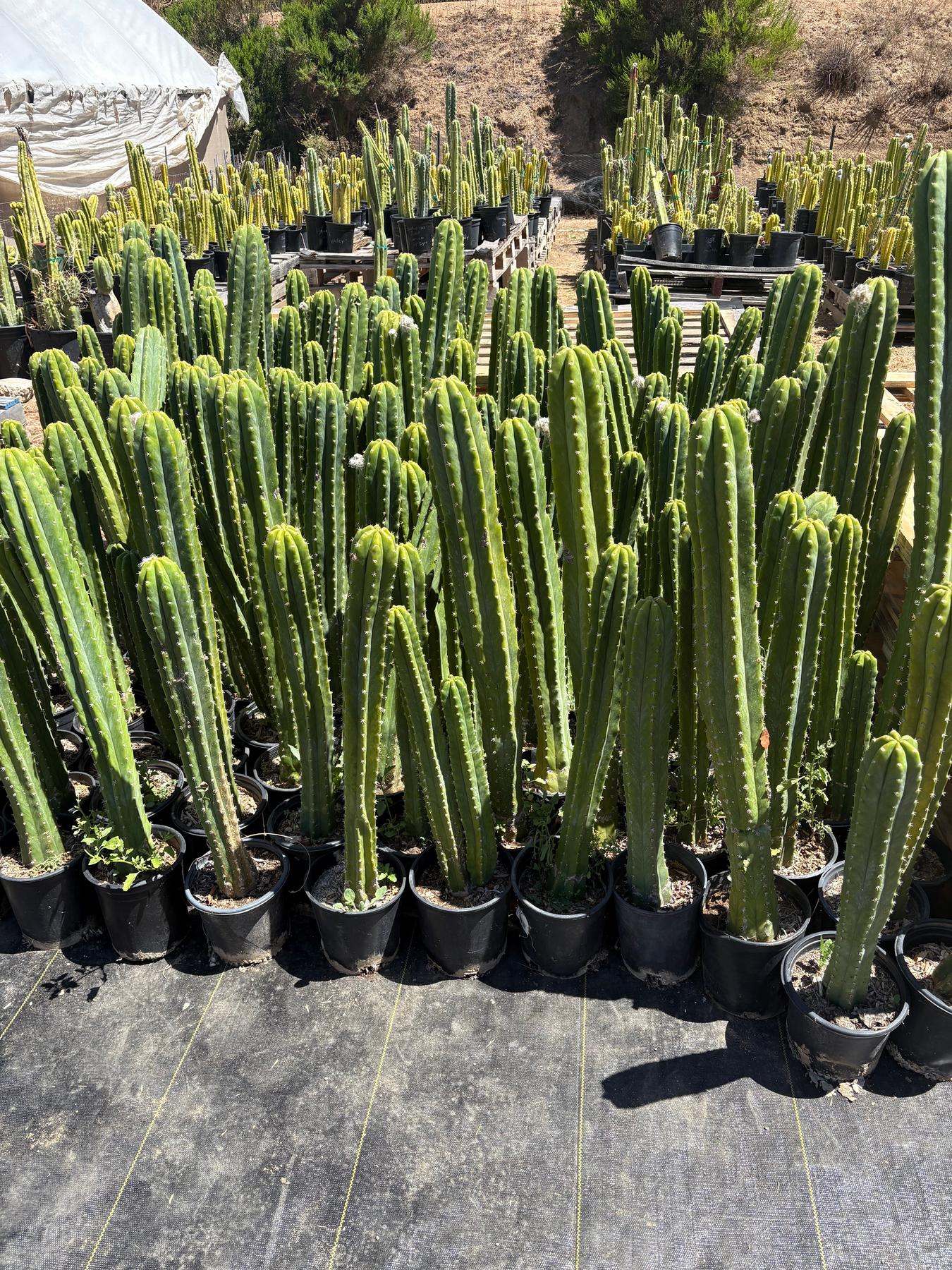 #EC125 EXACT GIANT Trichocereus Pachanoi PC Potted Cactus Specimens-Cactus - Big-The Succulent Source
