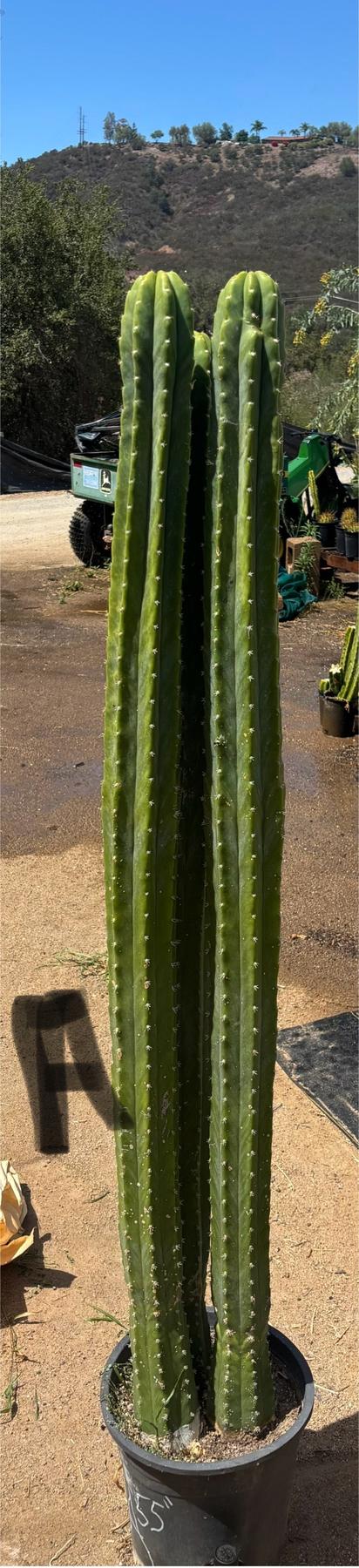 #EC125 EXACT GIANT Trichocereus Pachanoi PC Potted Cactus Specimens-Cactus - Big-The Succulent Source