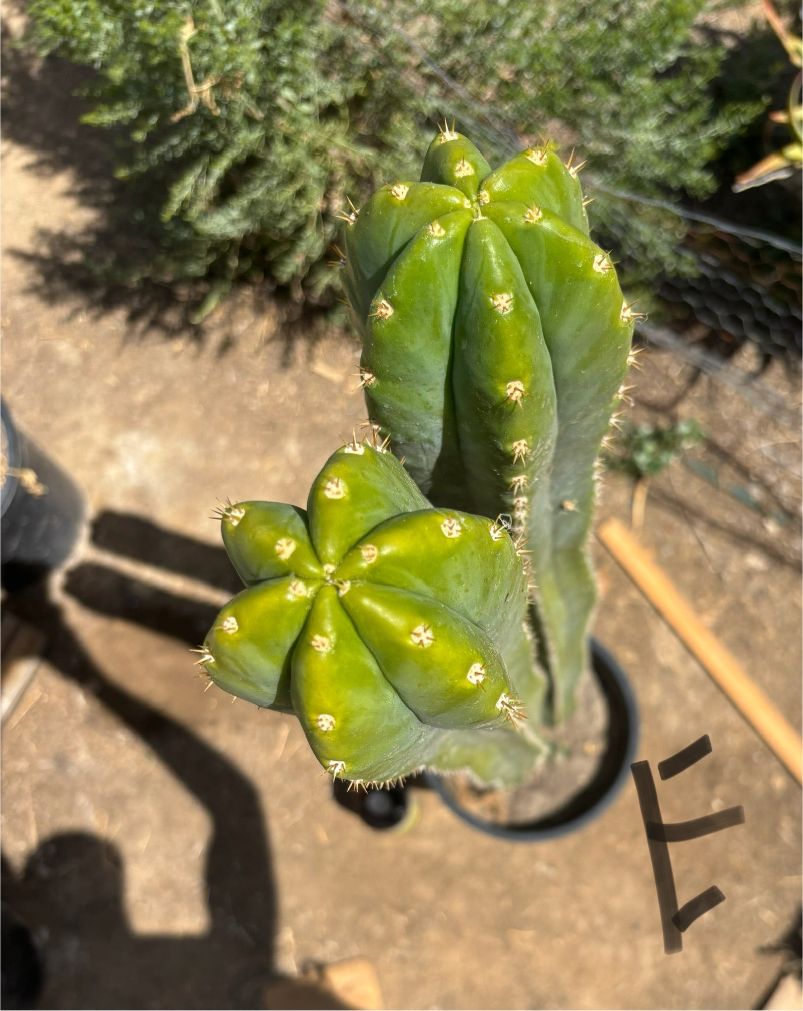 #EC125 EXACT GIANT Trichocereus Pachanoi PC Potted Cactus Specimens-Cactus - Big-The Succulent Source