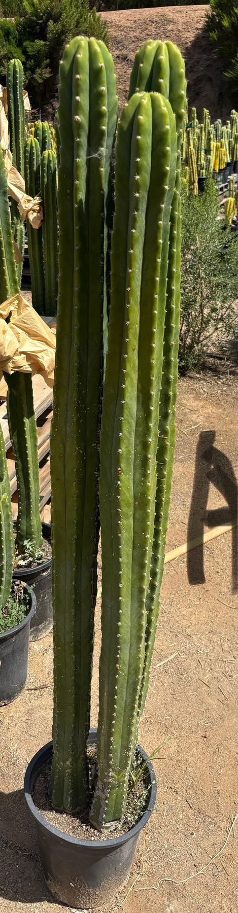 #EC125 EXACT GIANT Trichocereus Pachanoi PC Potted Cactus Specimens-Cactus - Big-The Succulent Source