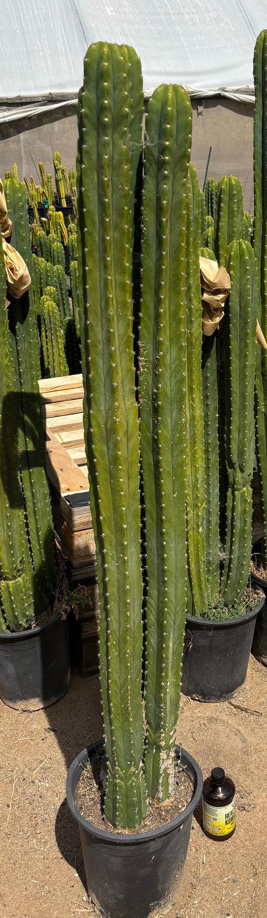 #EC125 EXACT GIANT Trichocereus Pachanoi PC Potted Cactus Specimens-Cactus - Big-The Succulent Source