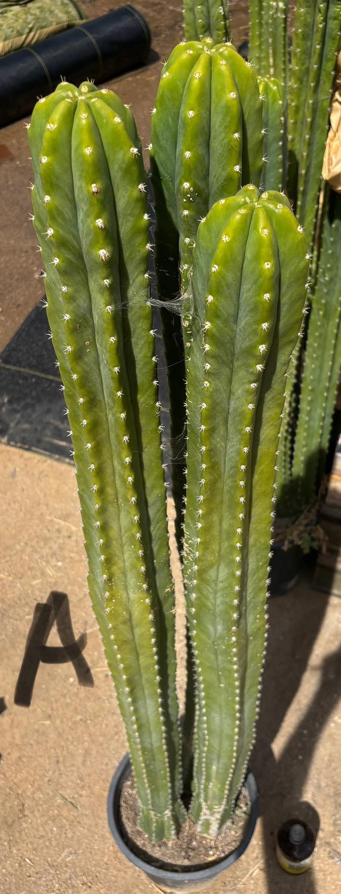 #EC125 EXACT GIANT Trichocereus Pachanoi PC Potted Cactus Specimens-Cactus - Big-The Succulent Source