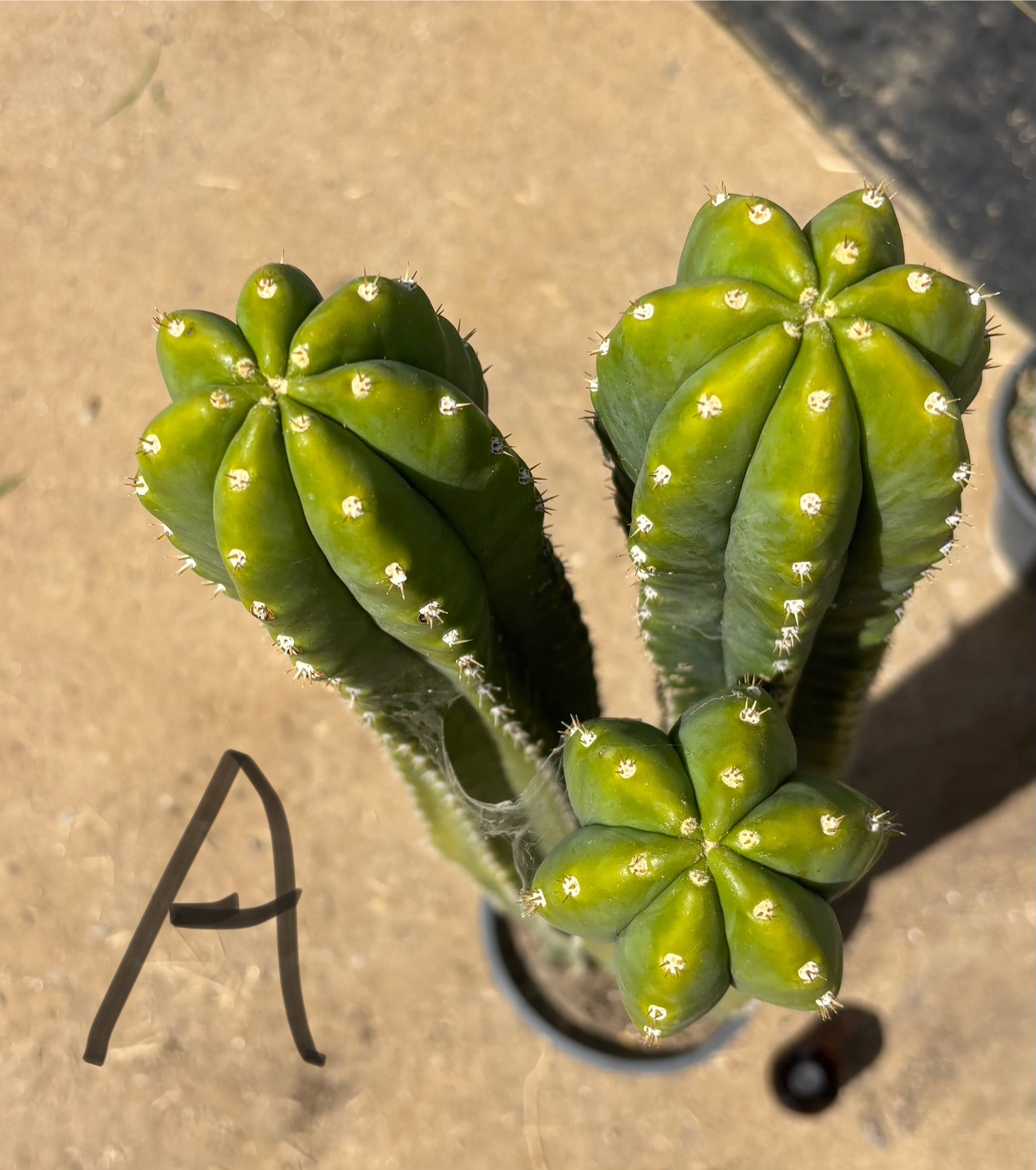 #EC125 EXACT GIANT Trichocereus Pachanoi PC Potted Cactus Specimens-Cactus - Big-The Succulent Source
