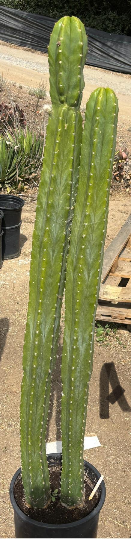 #EC125 EXACT GIANT Trichocereus Pachanoi PC Cactus Potted Specimens-Cactus - Large - Exact-The Succulent Source