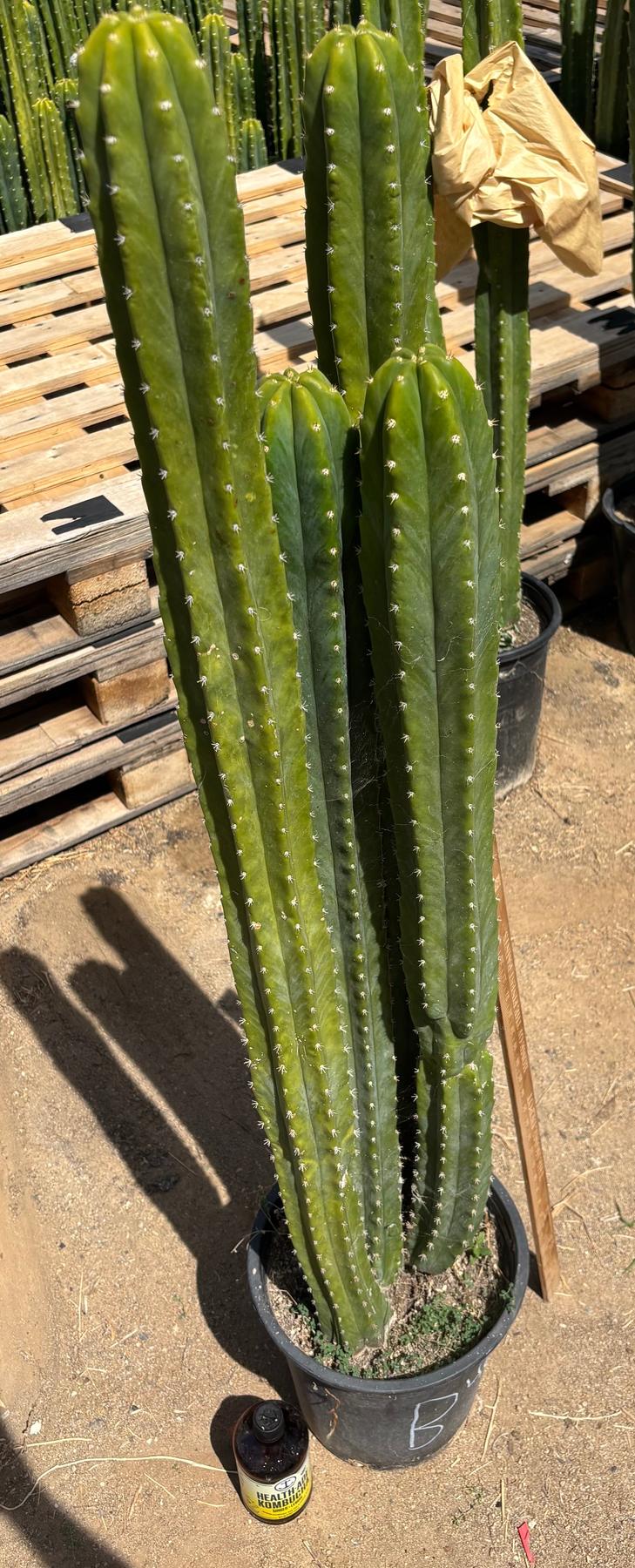 #EC125 EXACT GIANT Trichocereus Pachanoi PC Potted Cactus Specimens-Cactus - Big-The Succulent Source