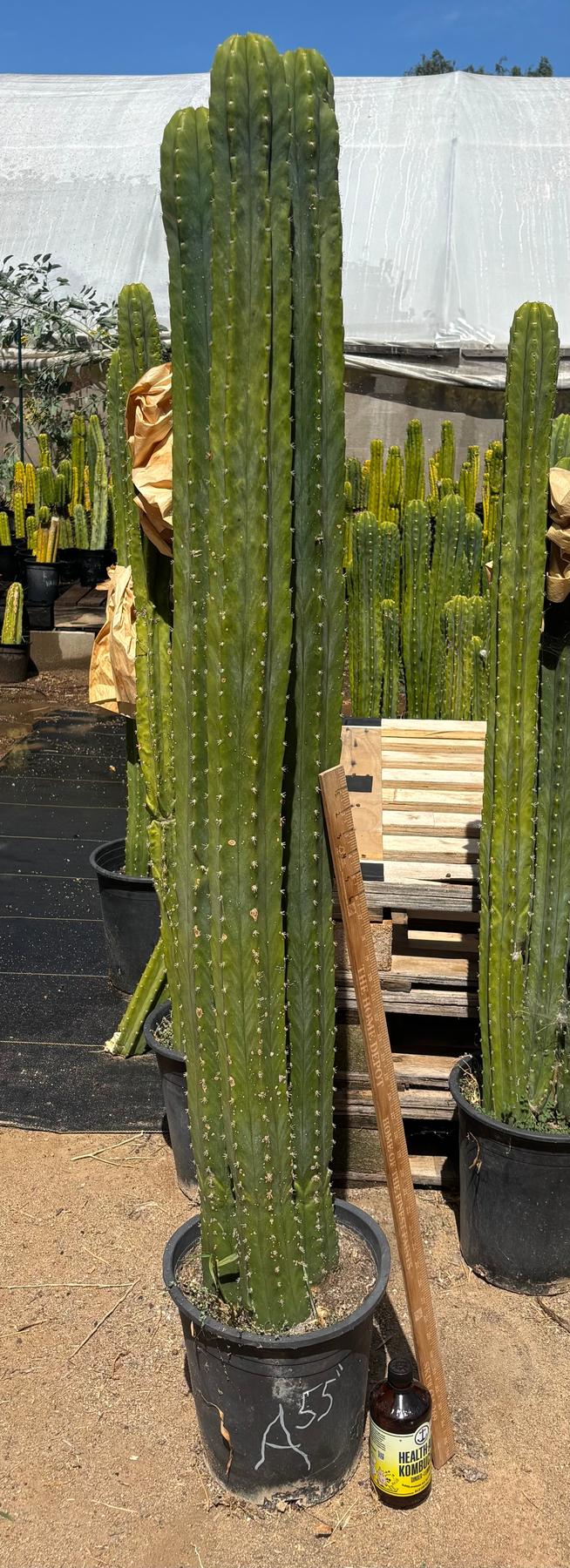 #EC125 EXACT GIANT Trichocereus Pachanoi PC Potted Cactus Specimens-Cactus - Big-The Succulent Source