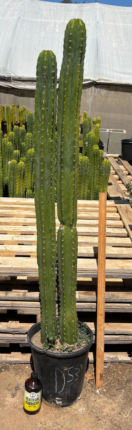#EC125 EXACT GIANT Trichocereus Pachanoi PC Potted Cactus Specimens-Cactus - Big-The Succulent Source