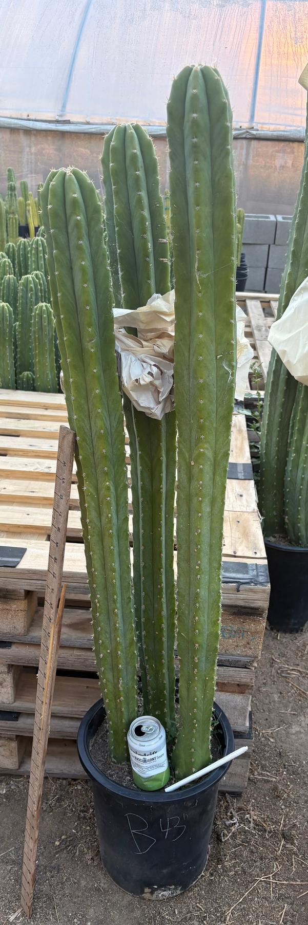 #EC125 EXACT GIANT Trichocereus Pachanoi PC Potted Cactus Specimens-Cactus - Big-The Succulent Source