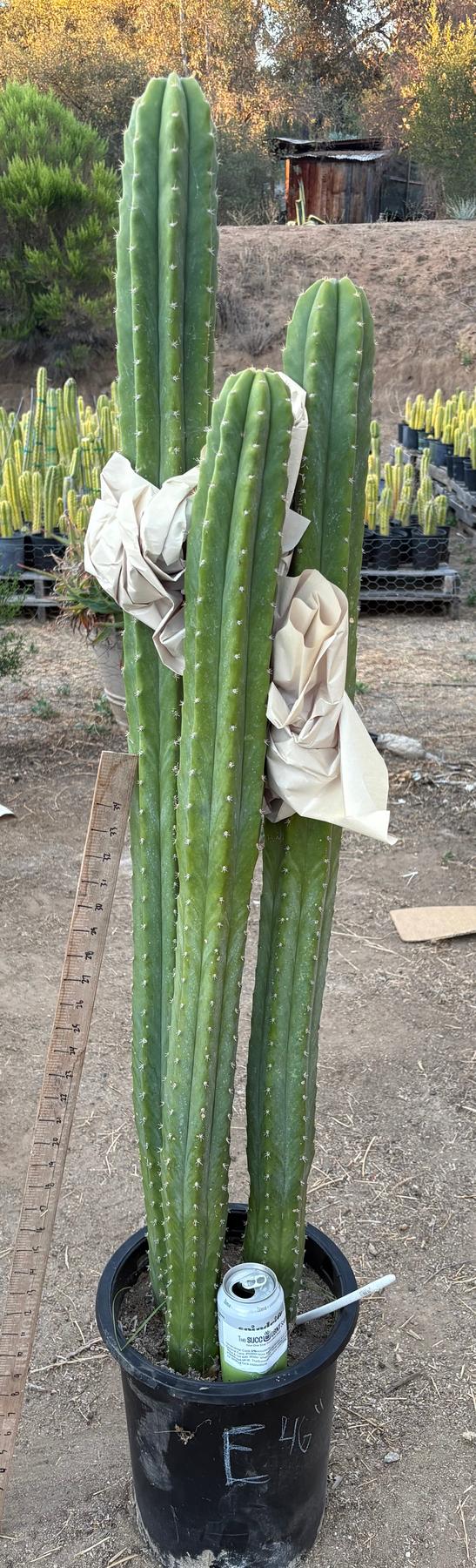 #EC125 EXACT GIANT Trichocereus Pachanoi PC Potted Cactus Specimens-Cactus - Big-The Succulent Source