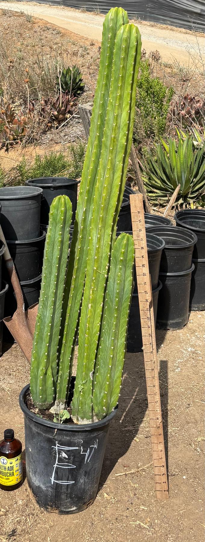 #EC125 EXACT GIANT Trichocereus Pachanoi PC Cactus Potted Specimens-Cactus - Large - Exact-The Succulent Source