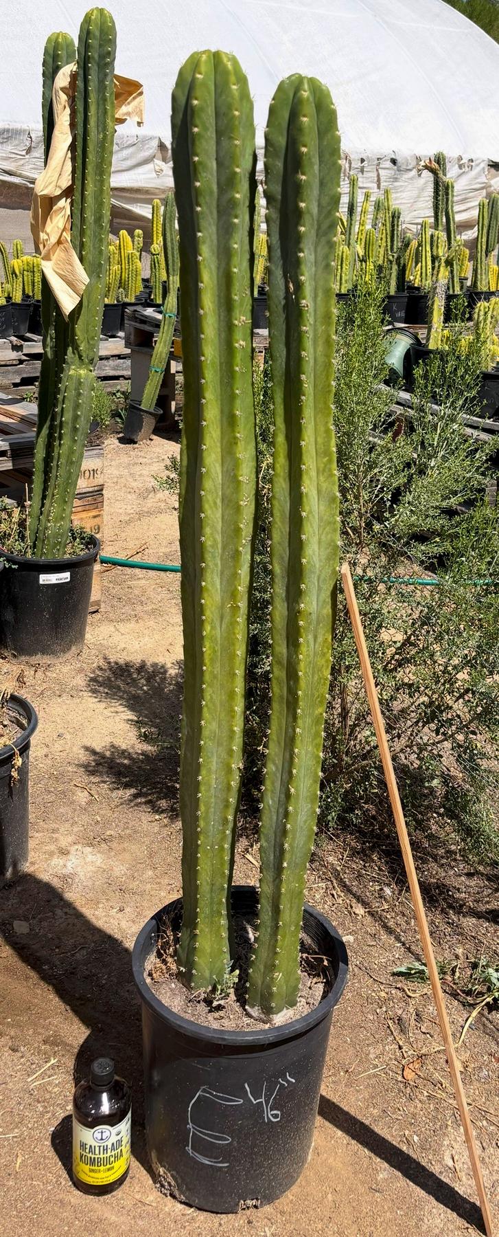 #EC125 EXACT GIANT Trichocereus Pachanoi PC Potted Cactus Specimens-Cactus - Big-The Succulent Source