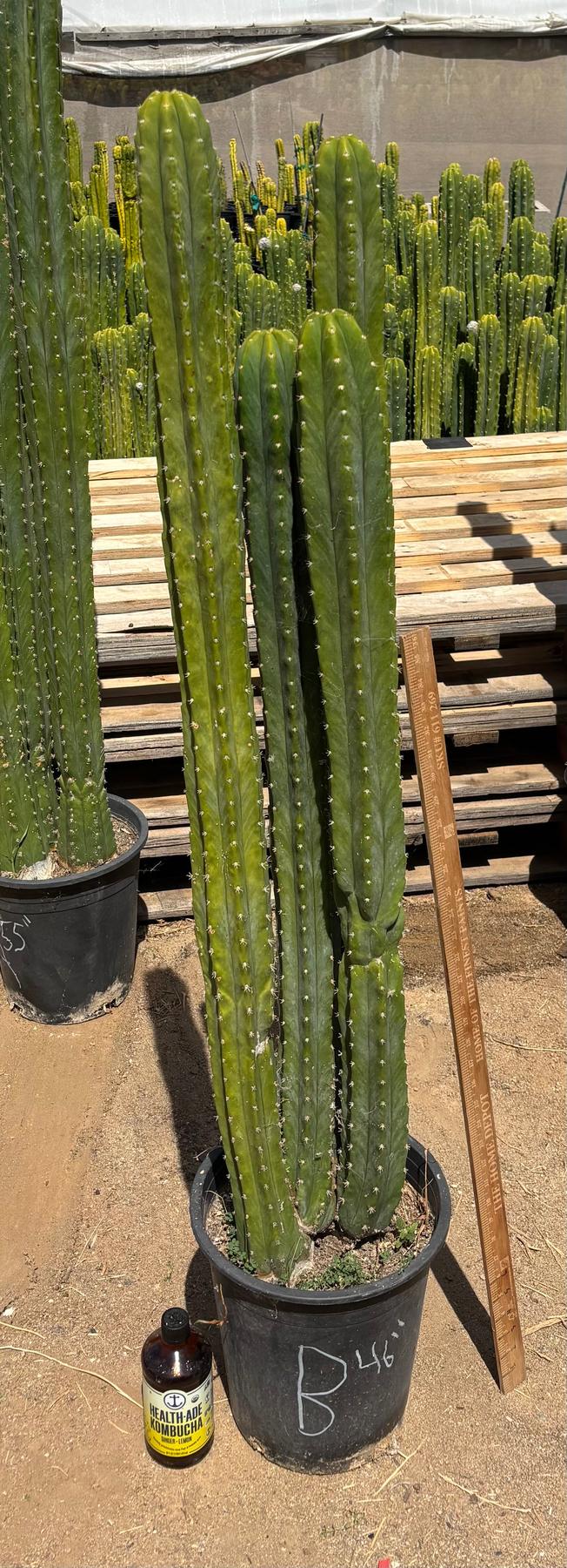 #EC125 EXACT GIANT Trichocereus Pachanoi PC Potted Cactus Specimens-Cactus - Big-The Succulent Source