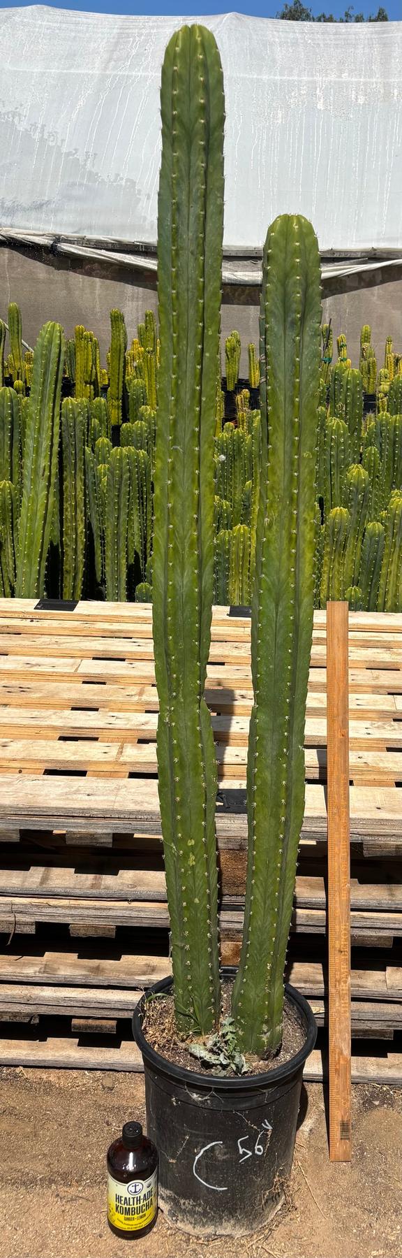 #EC125 EXACT GIANT Trichocereus Pachanoi PC Potted Cactus Specimens-Cactus - Big-The Succulent Source