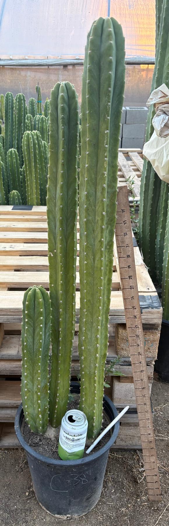#EC125 EXACT GIANT Trichocereus Pachanoi PC Potted Cactus Specimens-Cactus - Big-The Succulent Source