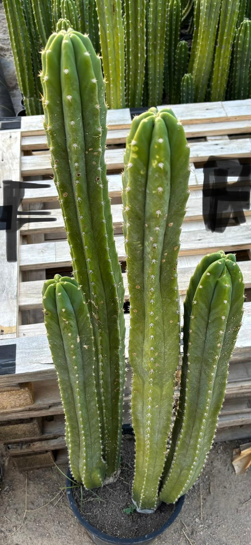 #EC125 EXACT GIANT Trichocereus Pachanoi PC Potted Cactus Specimens-Cactus - Giant-The Succulent Source