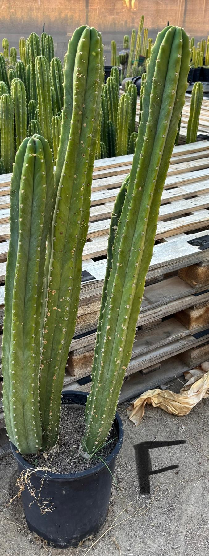 #EC125 EXACT GIANT Trichocereus Pachanoi PC Potted Cactus Specimens-Cactus - Giant-The Succulent Source