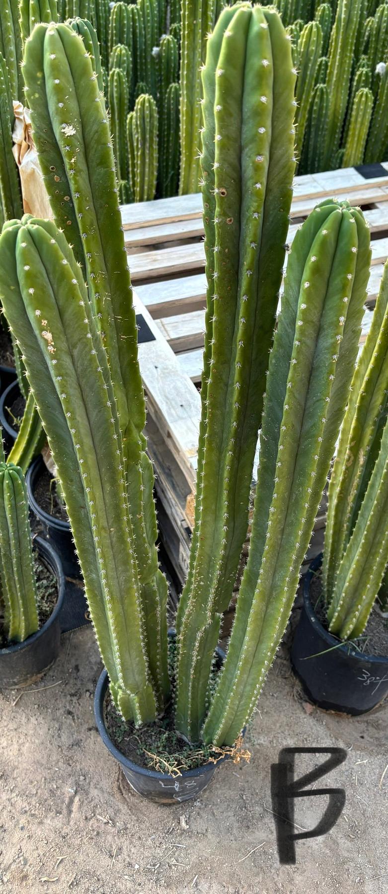 #EC125 EXACT GIANT Trichocereus Pachanoi PC Potted Cactus Specimens-Cactus - Giant-The Succulent Source