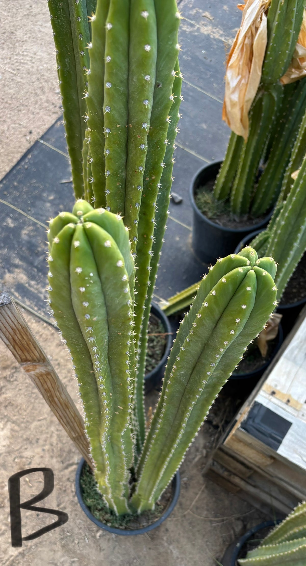 #EC125 EXACT GIANT Trichocereus Pachanoi PC Potted Cactus Specimens-Cactus - Giant-The Succulent Source