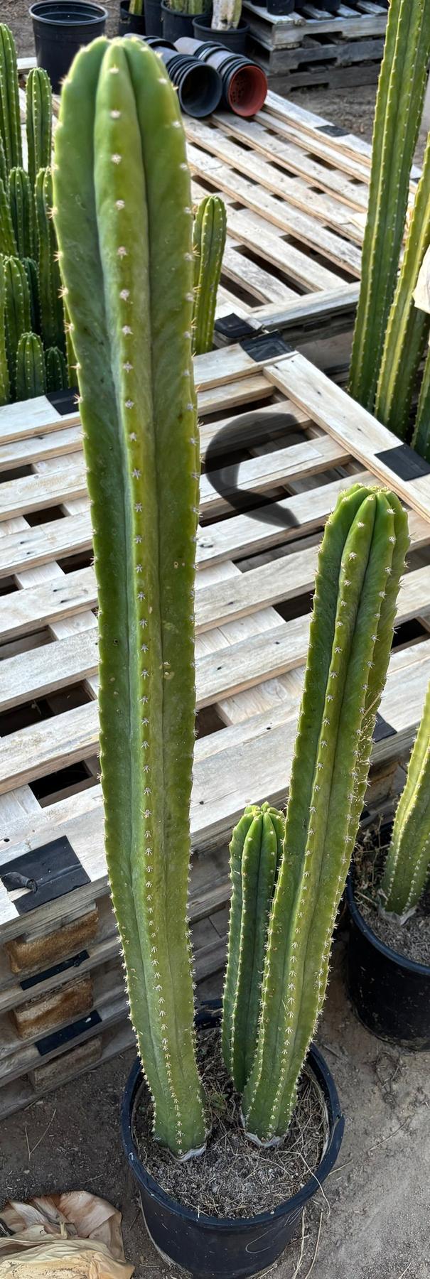 #EC125 EXACT GIANT Trichocereus Pachanoi PC Potted Cactus Specimens-Cactus - Giant-The Succulent Source