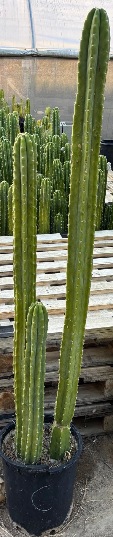 #EC125 EXACT GIANT Trichocereus Pachanoi PC Potted Cactus Specimens-Cactus - Giant-The Succulent Source