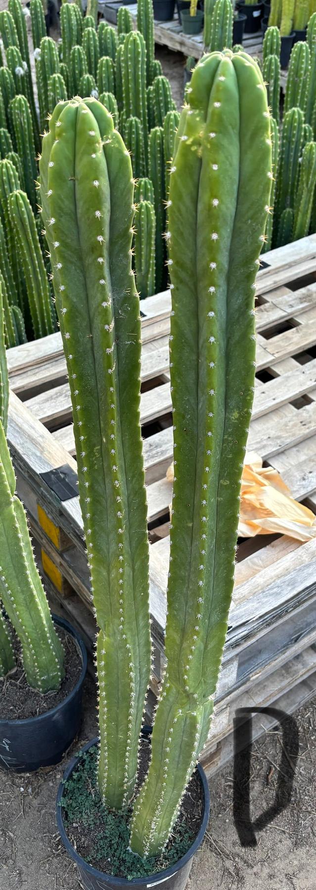 #EC125 EXACT GIANT Trichocereus Pachanoi PC Potted Cactus Specimens-Cactus - Giant-The Succulent Source