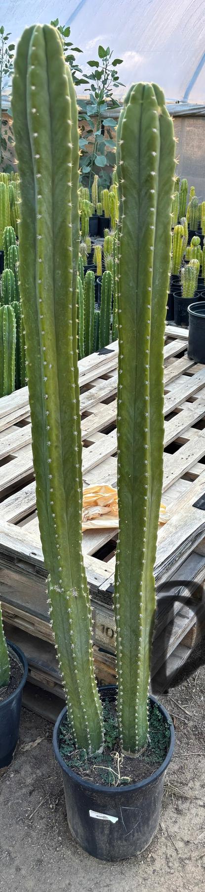 #EC125 EXACT GIANT Trichocereus Pachanoi PC Potted Cactus Specimens-Cactus - Giant-The Succulent Source