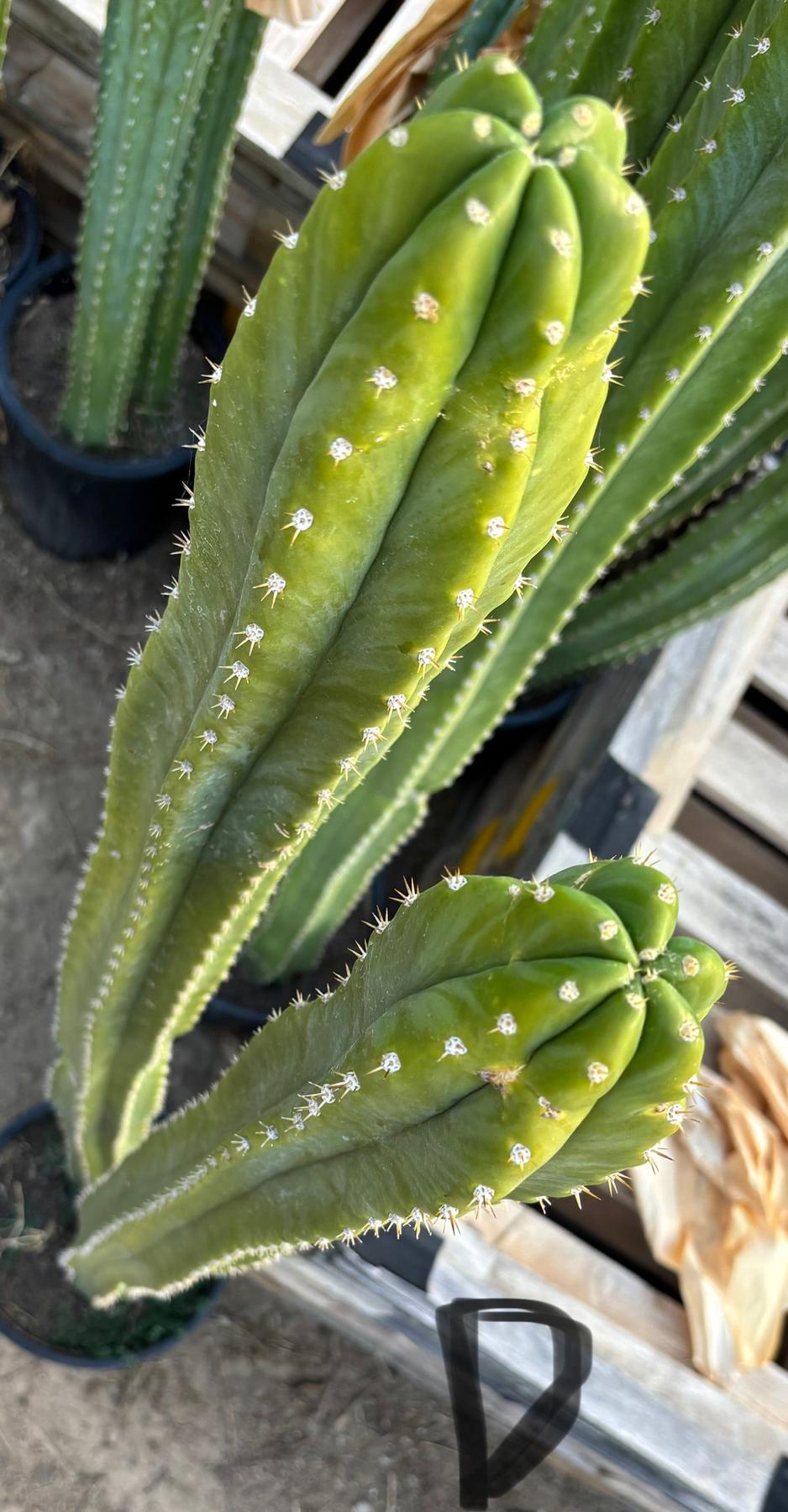 #EC125 EXACT GIANT Trichocereus Pachanoi PC Potted Cactus Specimens-Cactus - Giant-The Succulent Source