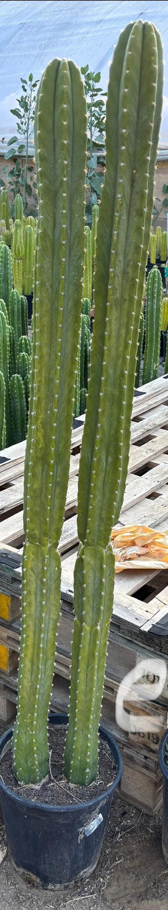 #EC125 EXACT GIANT Trichocereus Pachanoi PC Potted Cactus Specimens-Cactus - Giant-The Succulent Source