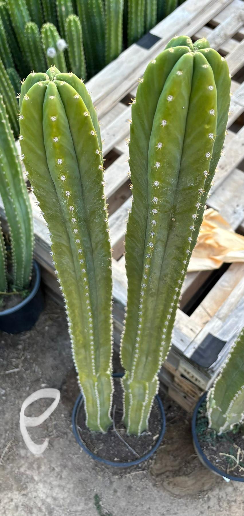 #EC125 EXACT GIANT Trichocereus Pachanoi PC Potted Cactus Specimens-Cactus - Giant-The Succulent Source