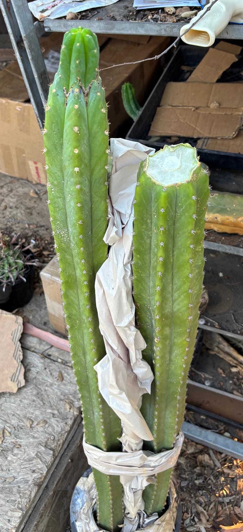 #EC125 EXACT GIANT Trichocereus Pachanoi PC Potted Cactus Specimens-Cactus - Giant-The Succulent Source