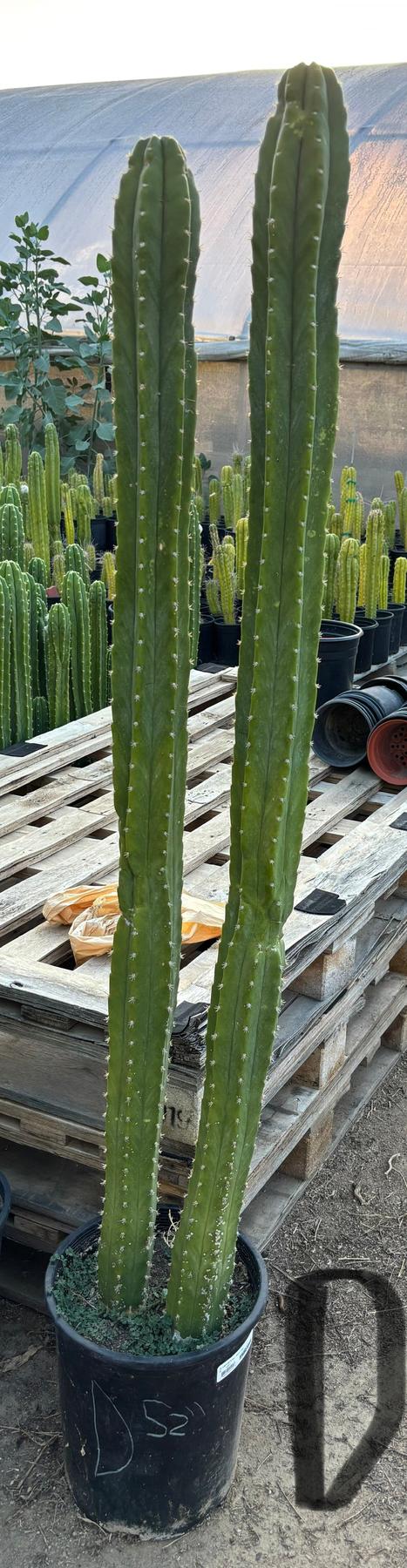 #EC125 EXACT GIANT Trichocereus Pachanoi PC Potted Cactus Specimens-Cactus - Giant-The Succulent Source