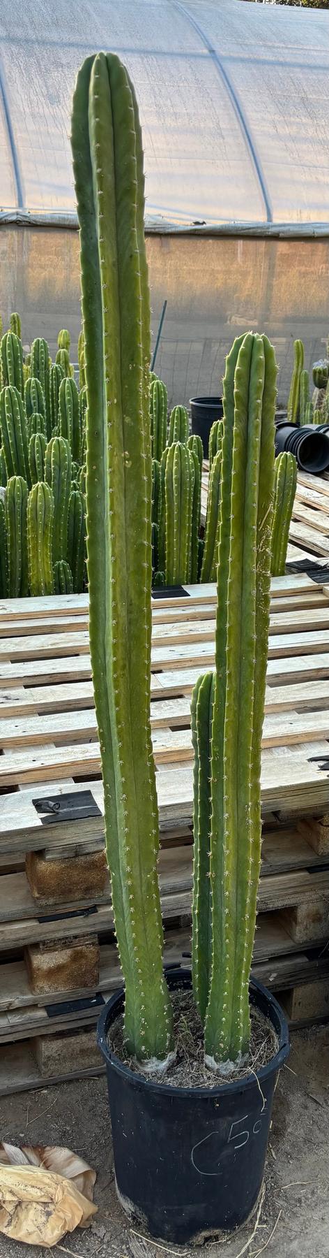 #EC125 EXACT GIANT Trichocereus Pachanoi PC Potted Cactus Specimens-Cactus - Giant-The Succulent Source