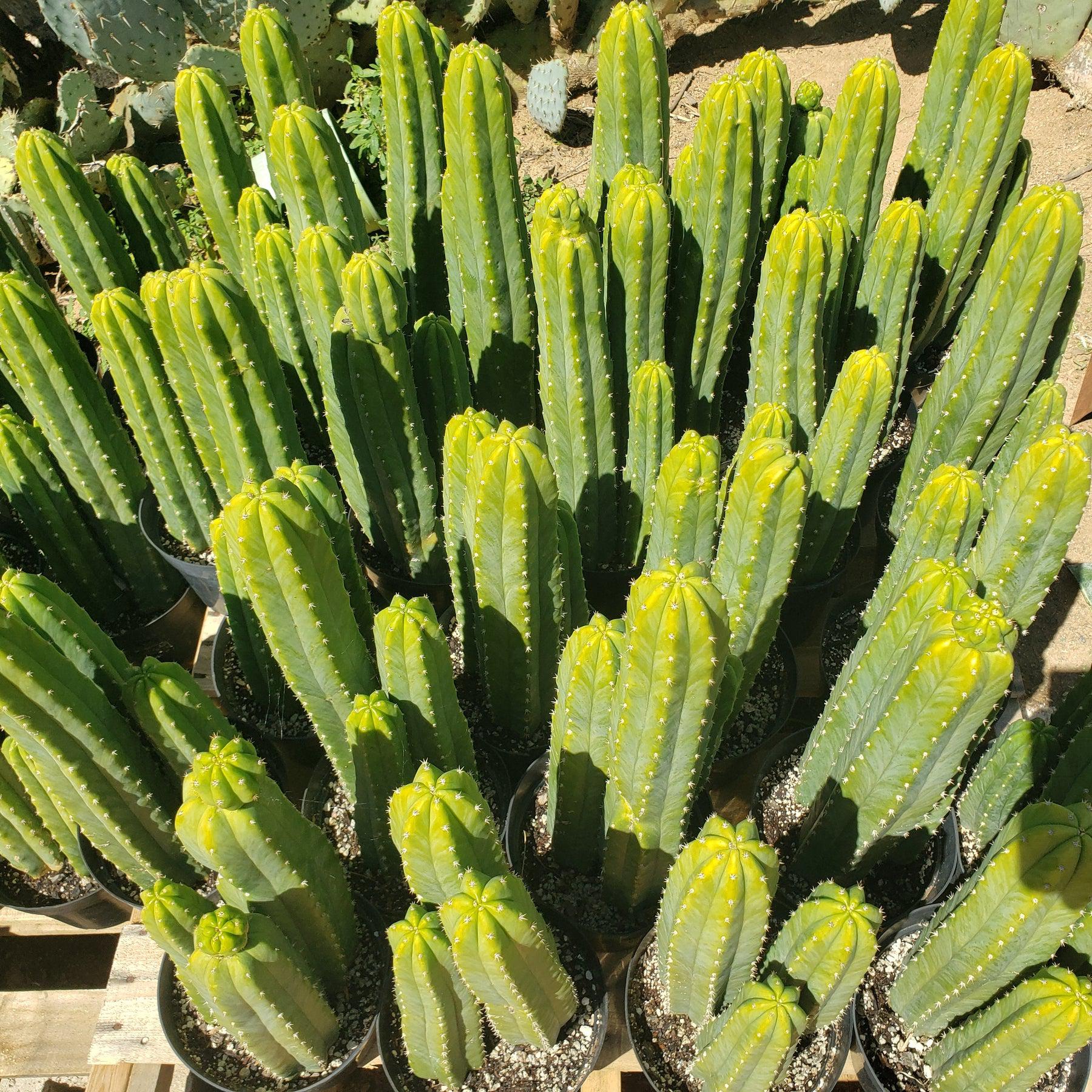 #EC125 EXACT Trichocereus Pachanoi PC Cactus 45"+-Cactus - Large - Exact-The Succulent Source