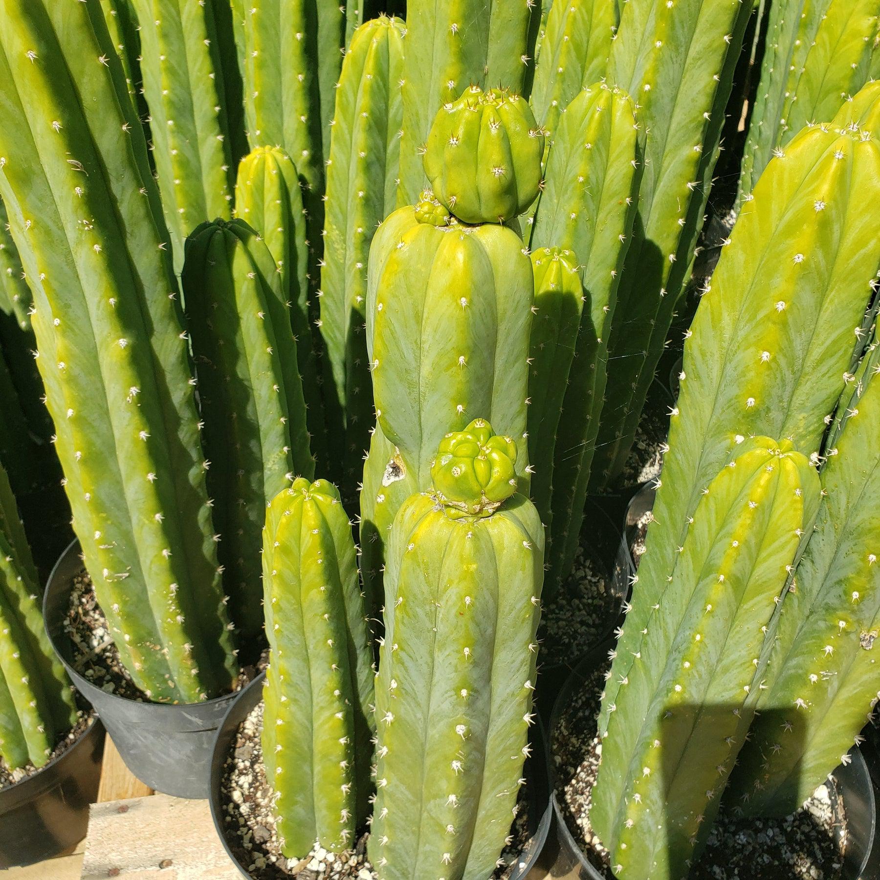 #EC125 EXACT Trichocereus Pachanoi PC Cactus 45"+-Cactus - Large - Exact-The Succulent Source