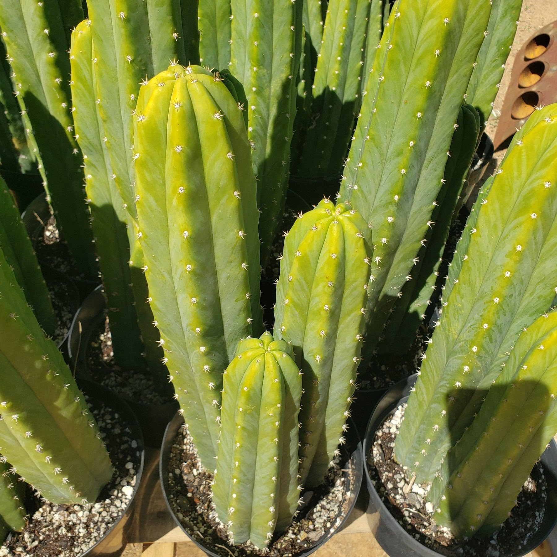 #EC125 EXACT Trichocereus Pachanoi PC Cactus 45"+-Cactus - Large - Exact-The Succulent Source