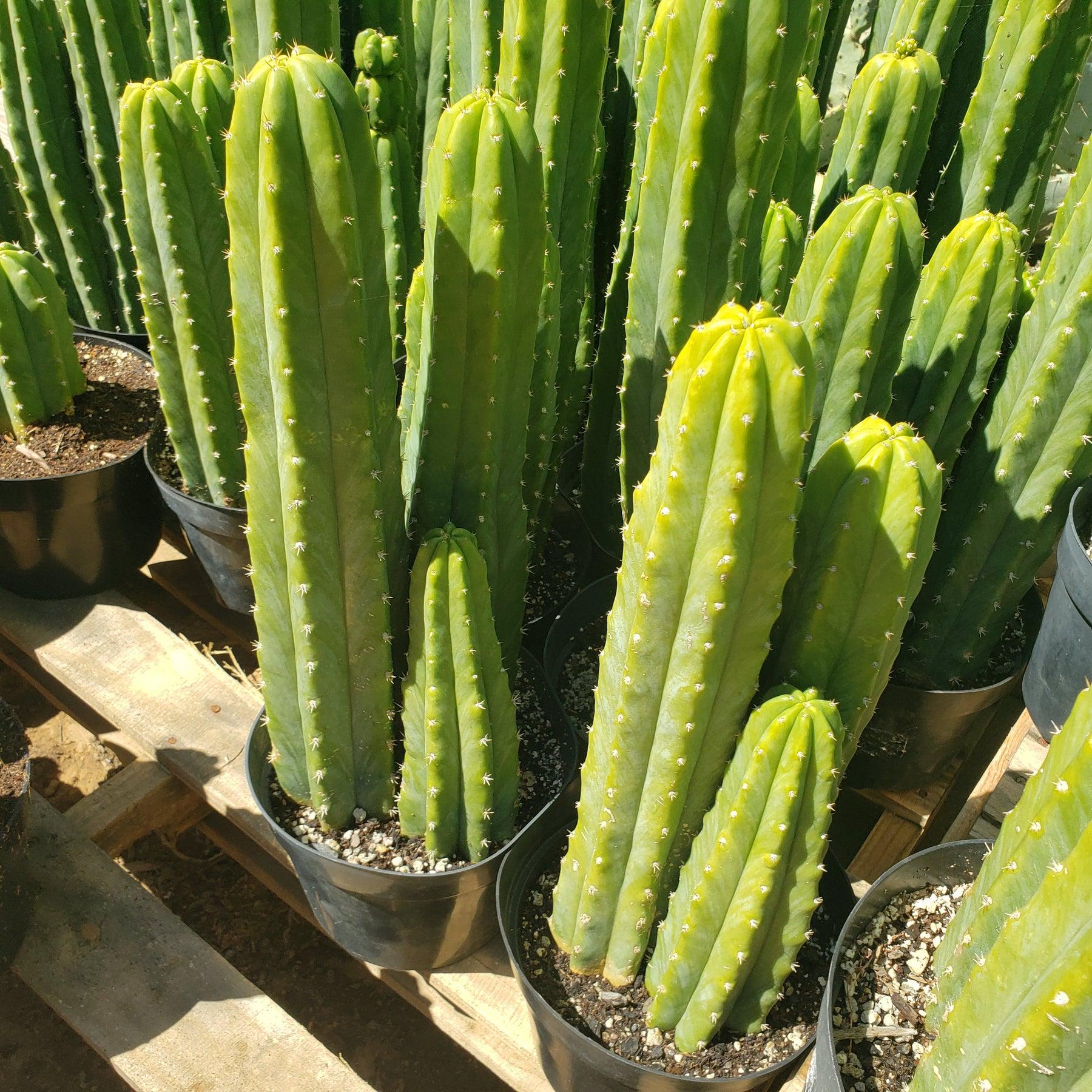 #EC125 EXACT Trichocereus Pachanoi PC Cactus 45"+-Cactus - Large - Exact-The Succulent Source