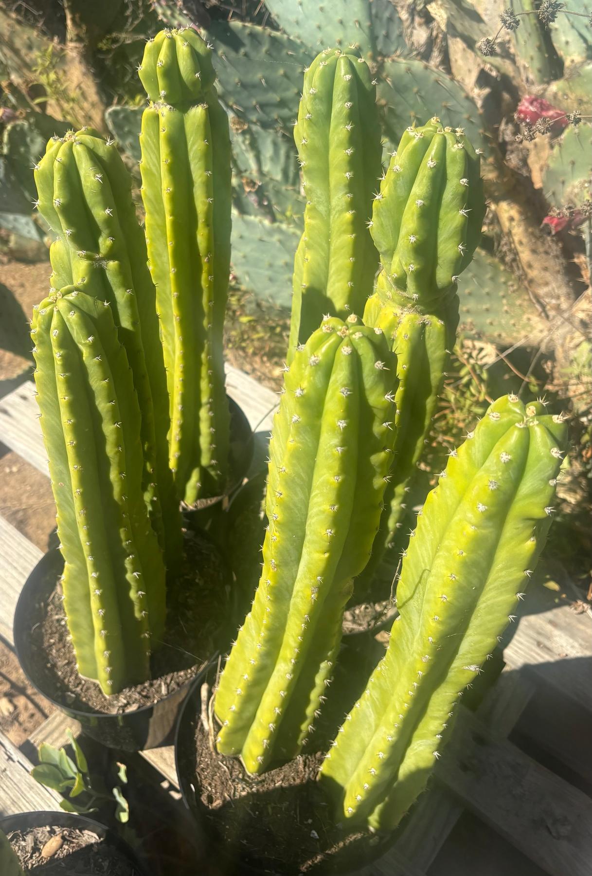 #EC125 EXACT Trichocereus Pachanoi PC Cactus 25"+-Cactus - Large - Exact-The Succulent Source