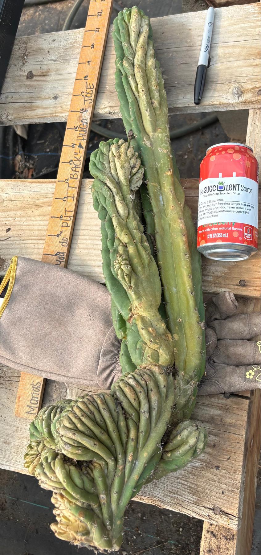 #EC126 EXACT Trichocereus BIG Pachanoi Crested Cactus Cutting 23”-Cactus - Large - Exact-The Succulent Source