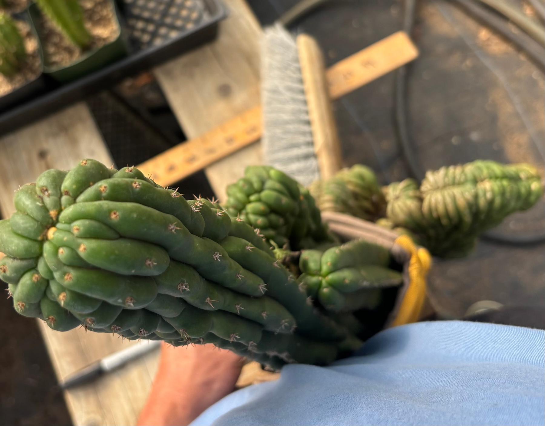 #EC126 EXACT Trichocereus BIG Pachanoi Crested Cactus Cutting 23”-Cactus - Large - Exact-The Succulent Source