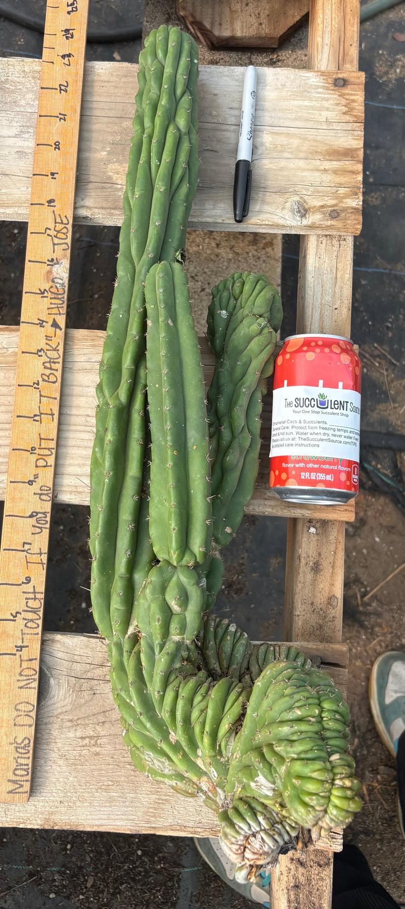 #EC126 EXACT Trichocereus BIG Pachanoi Crested Cactus Cutting 23”-Cactus - Large - Exact-The Succulent Source