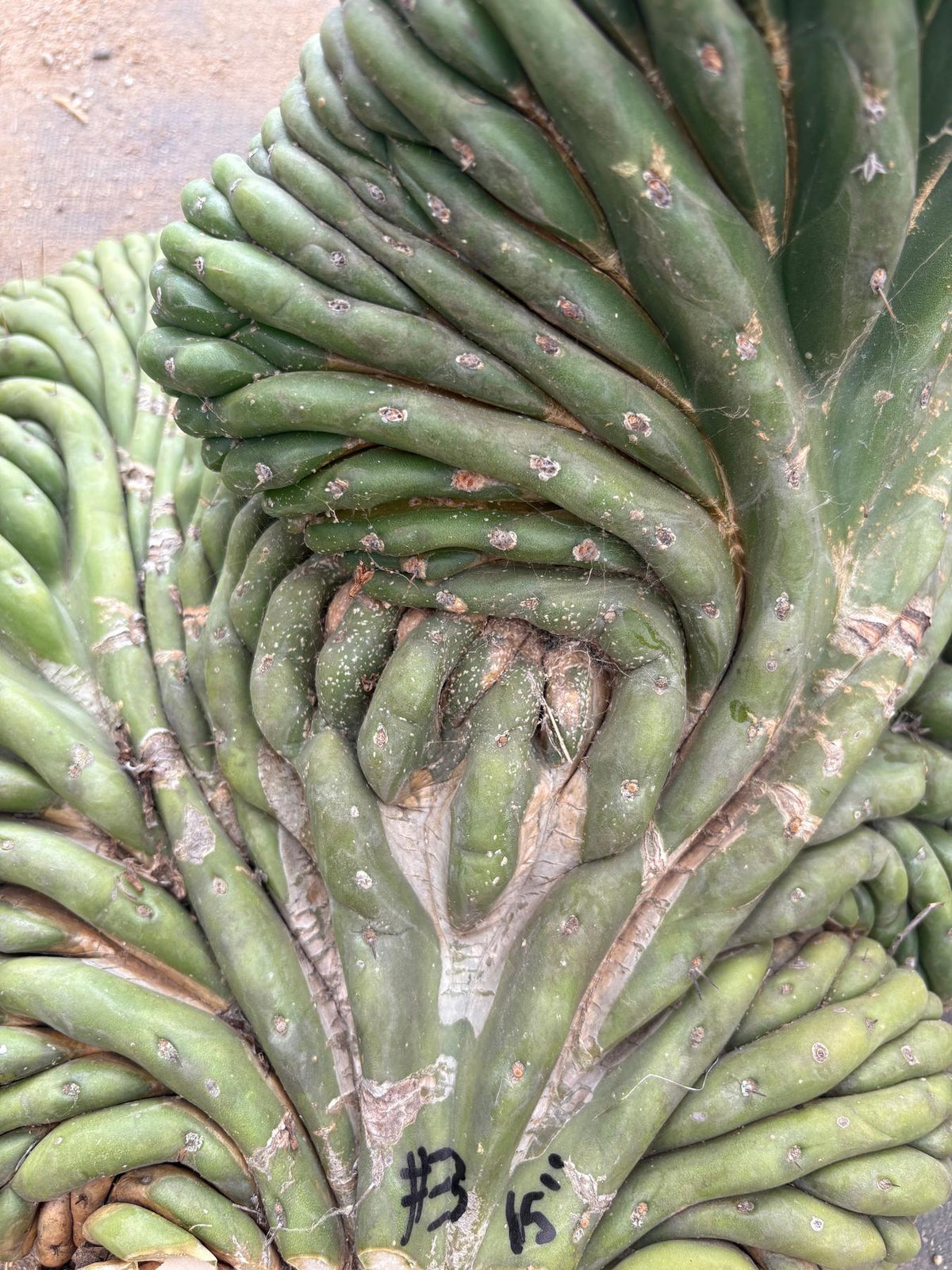 #EC126 EXACT Trichocereus GIANT Pachanoi Crested San Pedro Cactus Cuttings-Cactus - Big-The Succulent Source