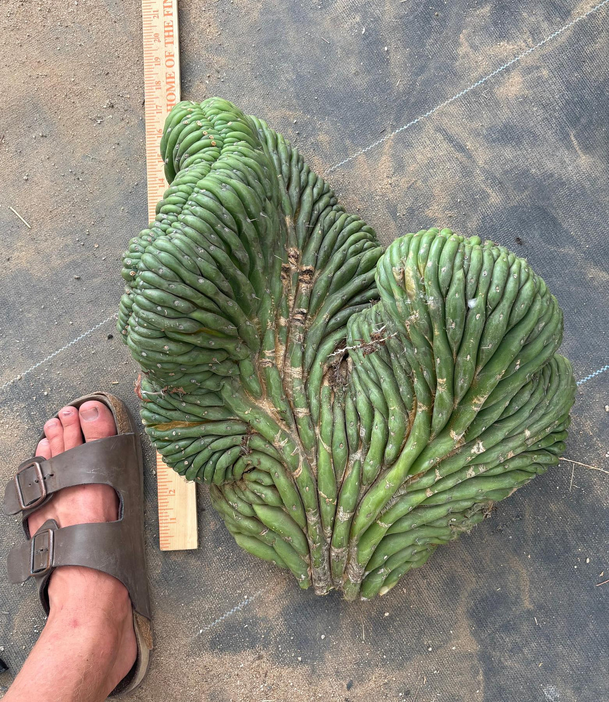 #EC126 EXACT Trichocereus GIANT Pachanoi Crested San Pedro Cactus Cuttings-Cactus - Big-The Succulent Source