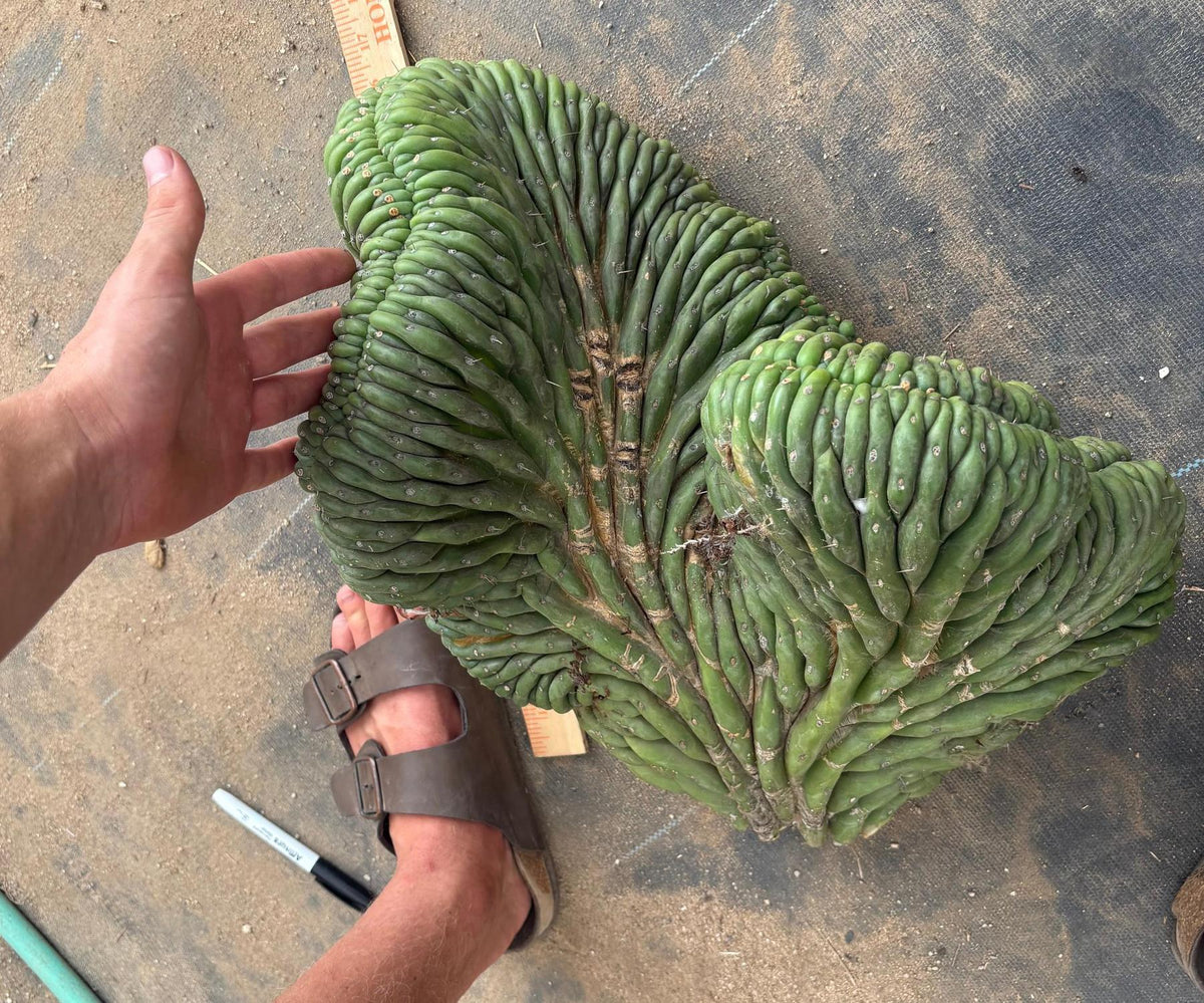 #EC126 EXACT Trichocereus GIANT Pachanoi Crested San Pedro Cactus Cuttings-Cactus - Big-The Succulent Source