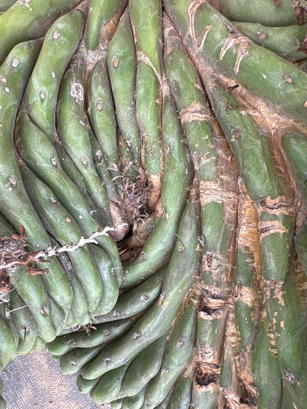 #EC126 EXACT Trichocereus GIANT Pachanoi Crested San Pedro Cactus Cuttings-Cactus - Big-The Succulent Source